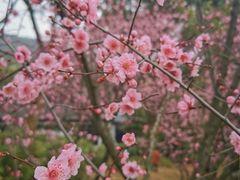 -无锡梅园公园