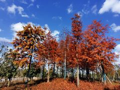 -春花秋色城市公园
