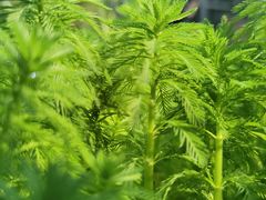-南山植物园