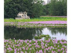 -白鹭湾湿地公园