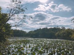景点-老木棉·匠园