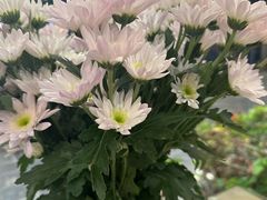 -马帮菜馆·美味野生菌