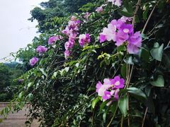 -大屏嶂森林公园