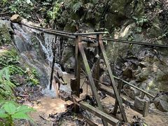 -西双版纳原始森林公园