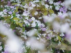 -中国科学院华南植物园