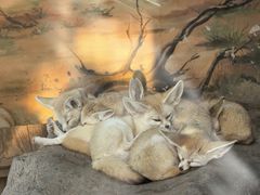 -上海野生动物园老虎餐厅