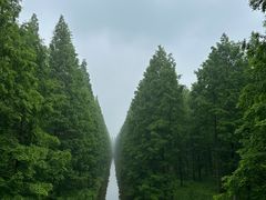 -黄海国家森林公园