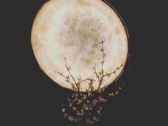 -月下料理(楷林IFC店)