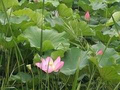 -祥源·阜阳生态乐园