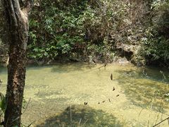 -九龙江国家森林公园