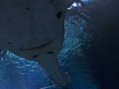 -暹罗海洋世界