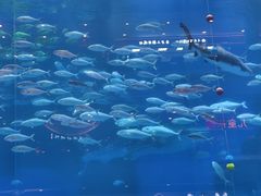 -成都浩海立方海洋公园