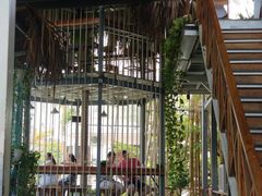 -Rainforest