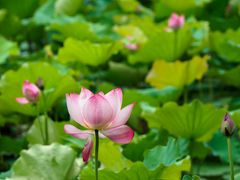 -无锡蠡湖国家湿地公园-蠡园