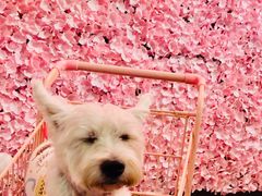 -百好乐宠物友好餐厅(朝外大街店)