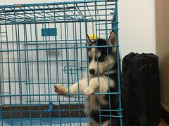 -翊宠yipet猫狗购宠庄园犬舍•猫舍