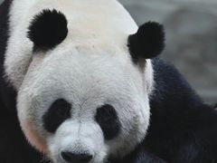 -栾川竹海野生动物园