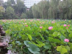 -莲湖公园