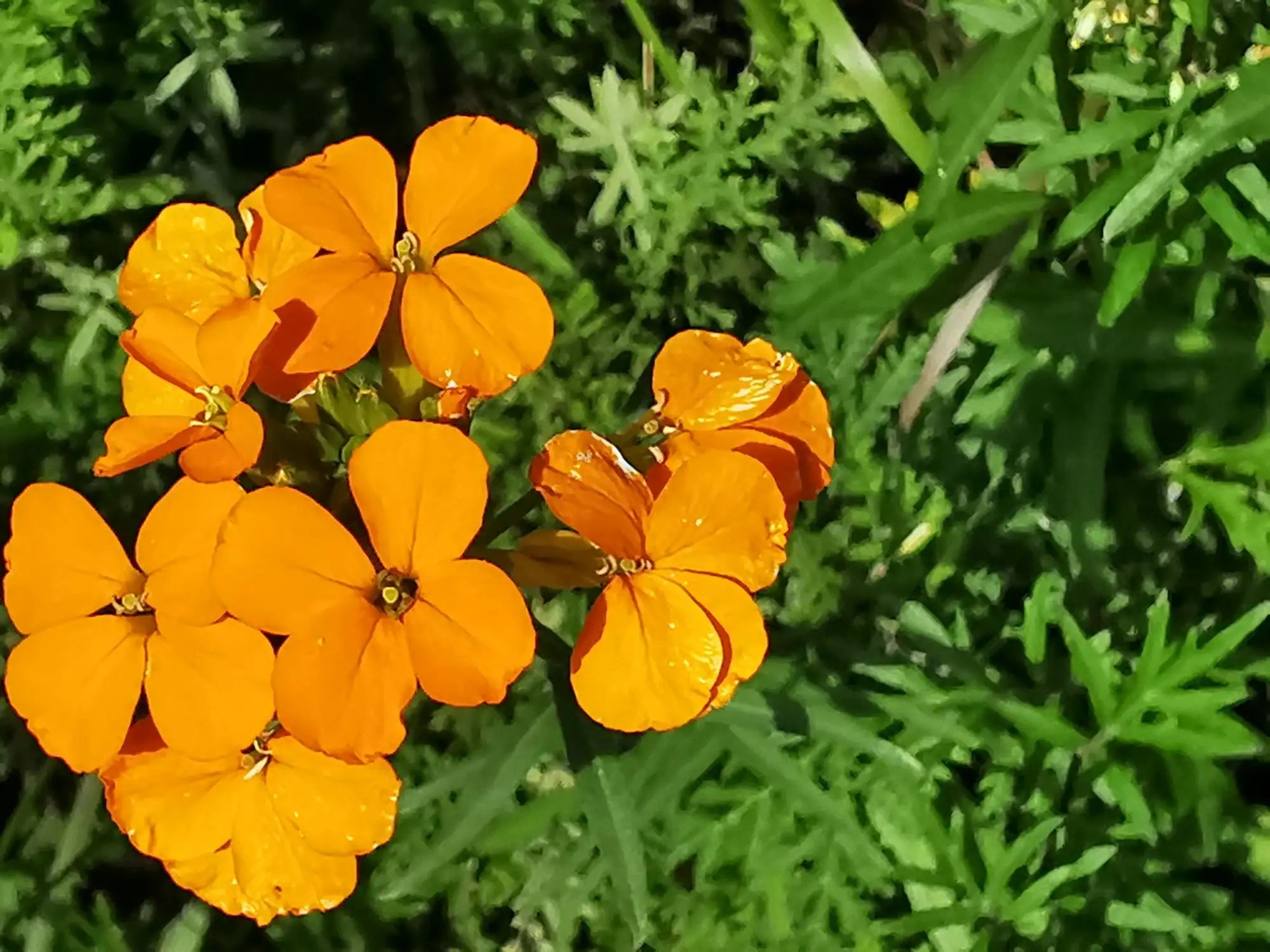 桂竹花图片大全图片