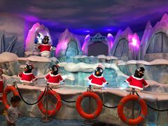 -帝企鹅自助餐厅•儿童岛•真企鹅(长隆企鹅酒店)