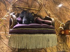 -more than meow吴止猫主题餐厅(承德 中船汇店)