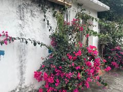 -名树园