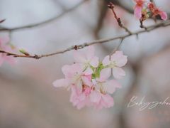 -天适樱花悠乐园