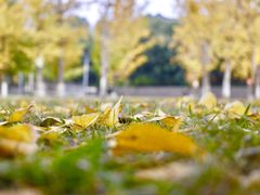 -重庆市江北嘴中央商务区中央公园