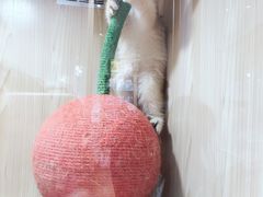 -屋虎猫馆(宝安大仟里店)