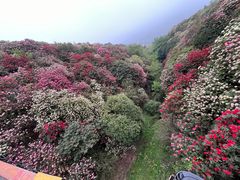-贵州百里杜鹃风景名胜区