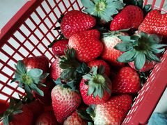 -胜丰草莓采摘园