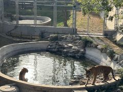 -石家庄市动物园