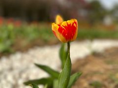 -北京国际鲜花港