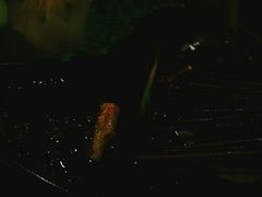 -成都金融城演艺中心