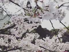 -武汉大学-樱园