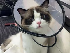 -乐琪宠物医院·犬猫专科·骨外科·急重症