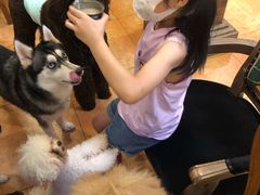 -more than meow吴止猫主题餐厅(承德 中船汇店)