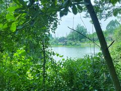 -桤木河湿地公园