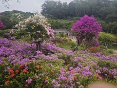 -东莞植物园