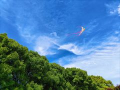 -上海共青森林公园