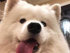 -阿坤传统手工小吃(杨家坪店)