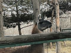 -青藏高原野生动物园