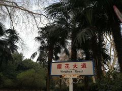 -武汉大学-樱园
