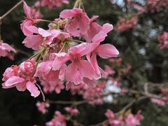 -狐尾山公园