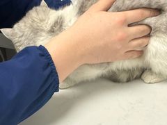 -贝康宠物医院·犬猫全科·小动物特色诊疗中心(东环路店)