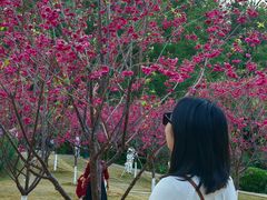 -神光山国家森林公园