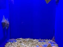 -青岛海底世界-水族馆
