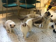 -喵喵咪呀布偶猫咖(春熙路店)