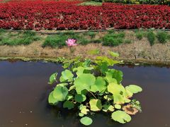 -莲花山花海