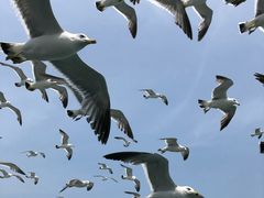 景点-长岛万鸟岛